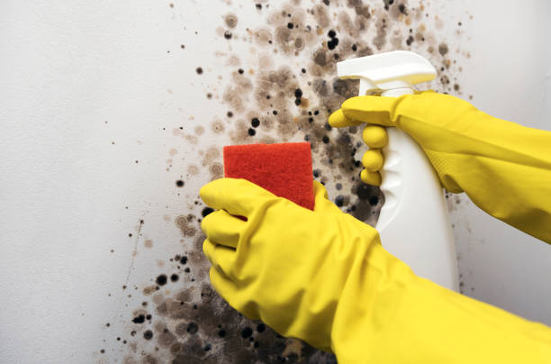 Best Mold Damage Repair  in Las Animas, CO