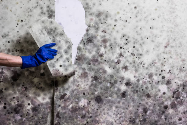 Best Best Mold Removal Companies  in Las Animas, CO