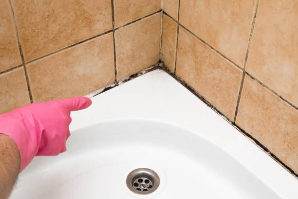 Best Black Mold Removal  in Las Animas, CO